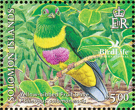sol200508l-Yellow-bibbed Fruit-dove (Ptilinopus solomonensis).jpg
