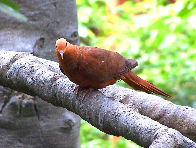 Ruddy Cuckoo-dove (Macropygia emiliana).jpg