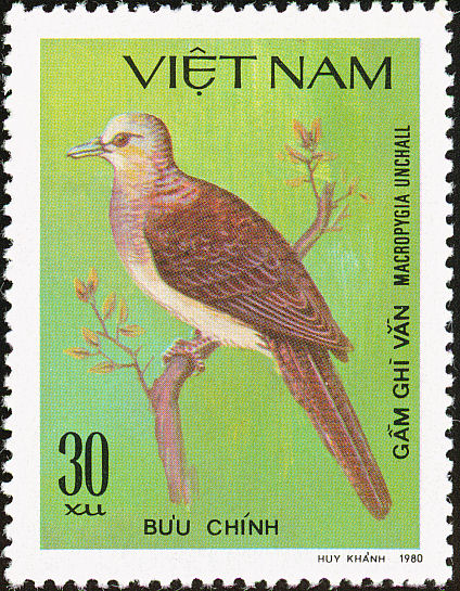 vie198104l-Barred Cuckoo-dove (Macropygia unchall).jpg