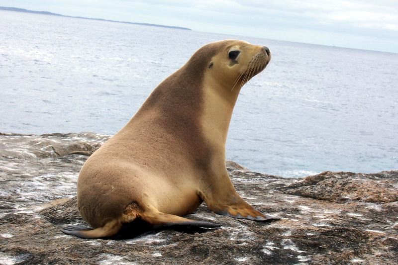 100 0716-Australian Sea Lion (Neophoca cinerea).jpg