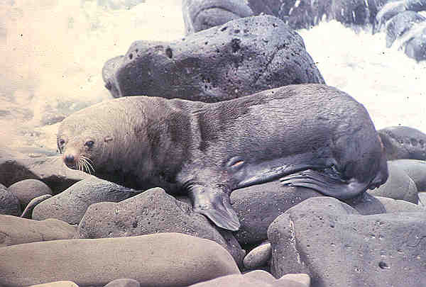 Guadalupe Fur Seal (Arctocephalus townsendi).jpg