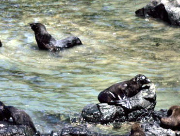 Juan Fernandez Fur Seal (Arctocephalus philippii).jpg