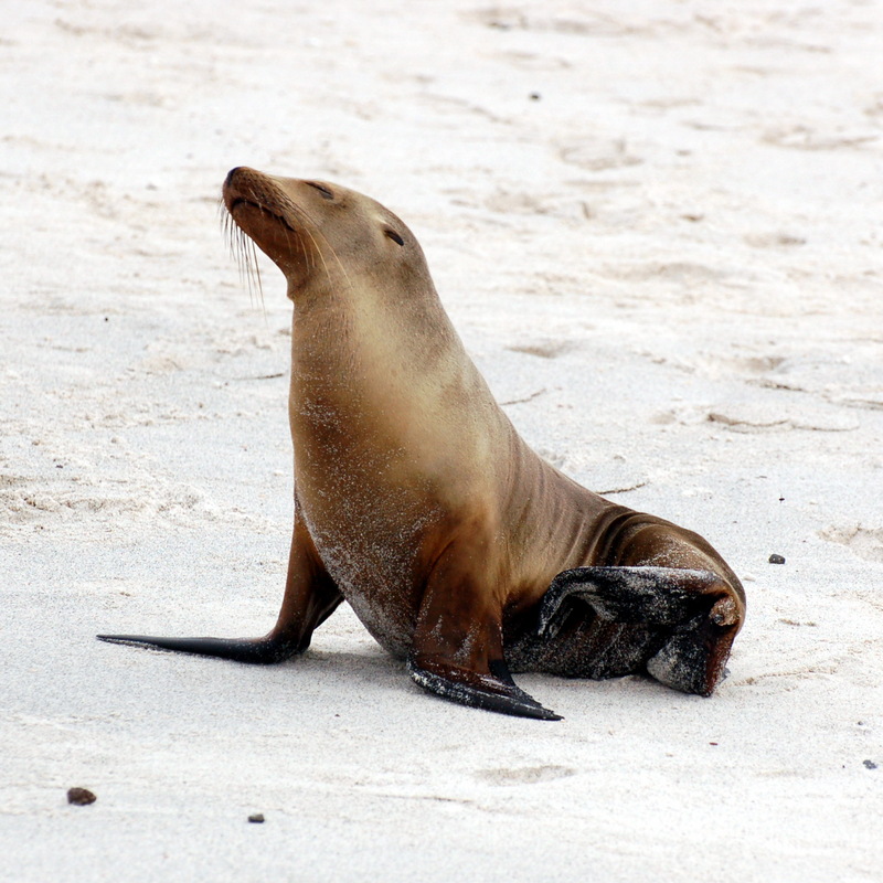 Galapagos Fur Seal (Arctocephalus galapagoensis) 2.jpg