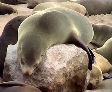 Cape Fur Seal (Arctocephalus pusillus).jpg