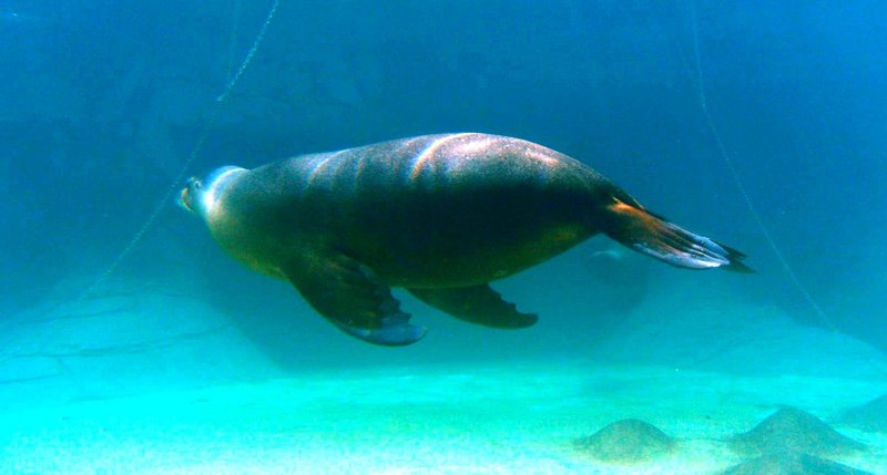 Aus fur seal-Australian Fur Seal, Arctocephalus pusillus doriferus.jpg