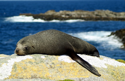 Southern or New Zealand Fur Seal (Arctocephalus fosteri).jpg