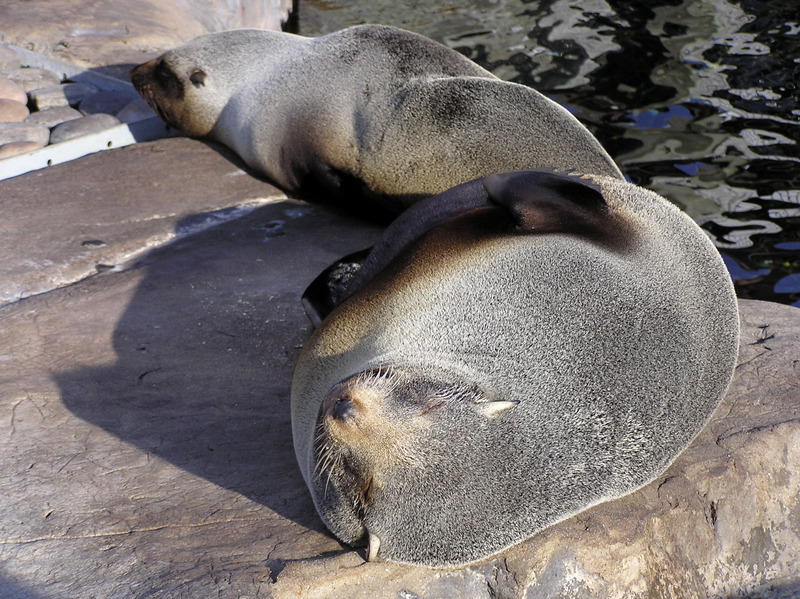Furseals1-South American Fur Seal (Arctocephalus australis).jpg