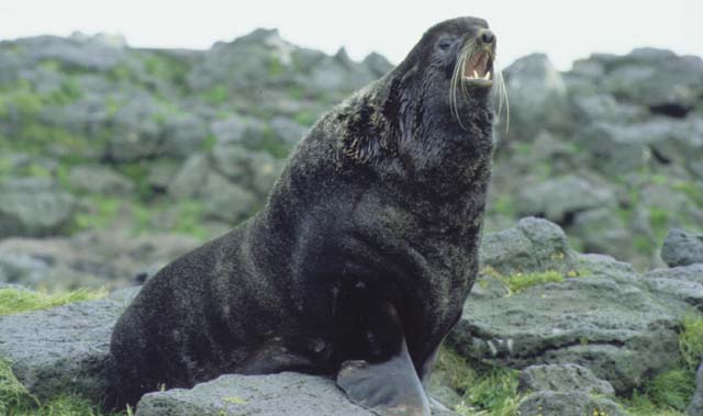 North fur seal bull - Northern Fur Seal (Callorhinus ursinus).jpg