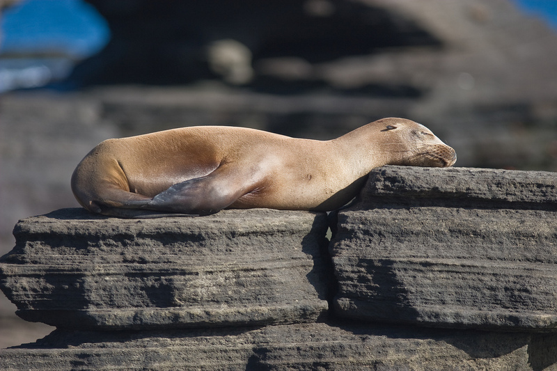 Galapagos Sea Lion (Zalophus wollebaeki).jpg