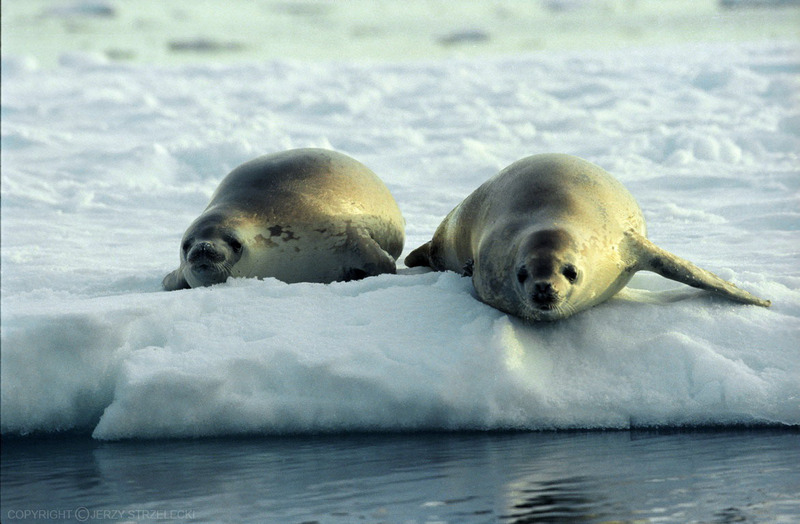 Crabeater Seals, Lobodon carcinophagus (js).jpg