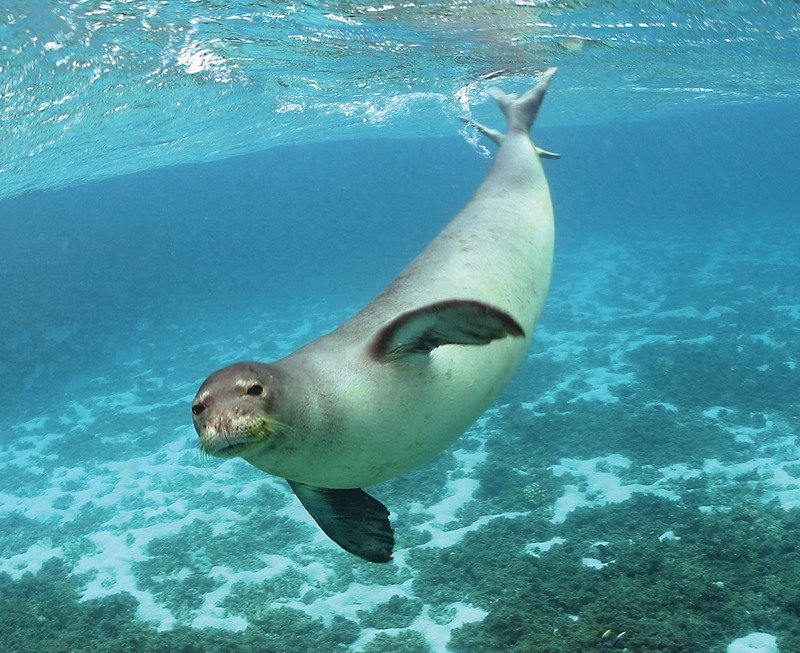 Hawaiian Monk Seal (Monachus schauinslandi), photo in water.jpg