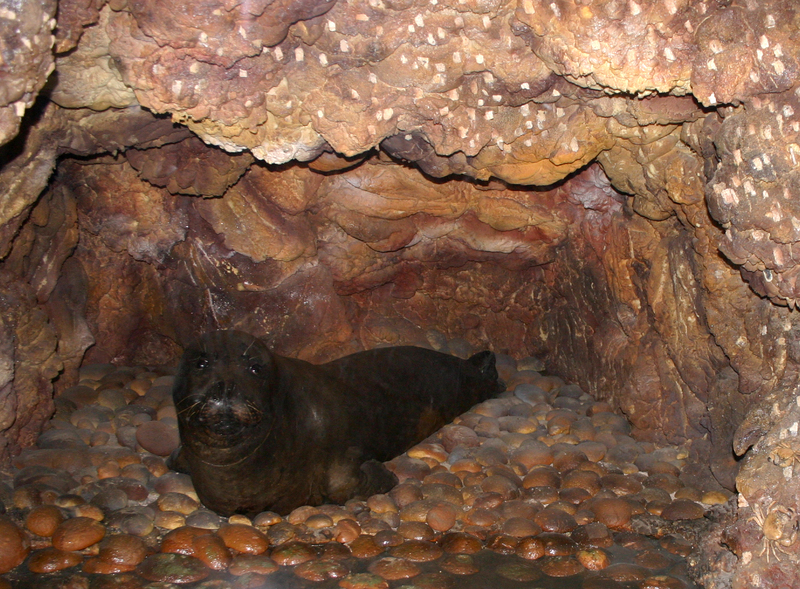 9096 - Milano - Museo storia naturale - Diorama - Foca Monaca - Foto Giovanni Dall\'Orto 22-Apr-2007-Mediterranean Monk Seal (Monachus monachus).jpg