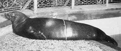 Cms-new.york.zoological.society.1910-Caribbean or West Indian Monk Seal (Monachus tropicalis).jpg