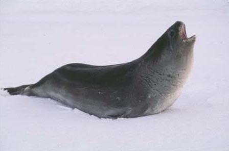 Ross Seal (Ommatophoca rossii).jpg