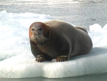 Bearded Seal (Erignathus barbatus) 2.jpg
