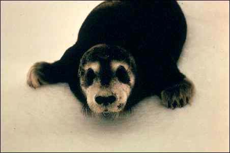 Bearded Seal (Erignathus barbatus) pup.jpg