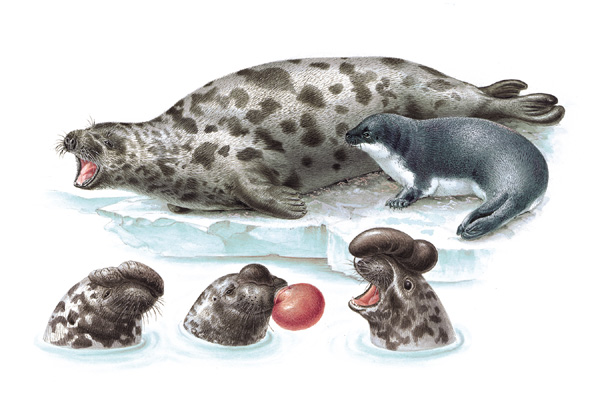 TN CyCristata-Hooded Seal or Crested seal, (Cystophora christata or Cystophora cristata).jpg