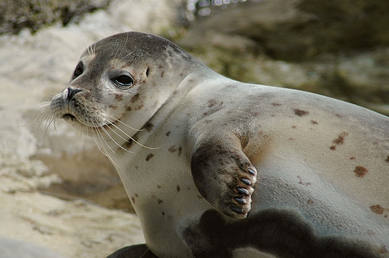 Seehund11cele4-Common Seal, Harbor or Harbour Seal (Phoca vitulina).jpg