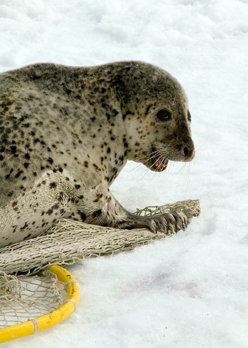 Spotted or Larga Seal (Phoca largha) release by JoshLondon.jpg