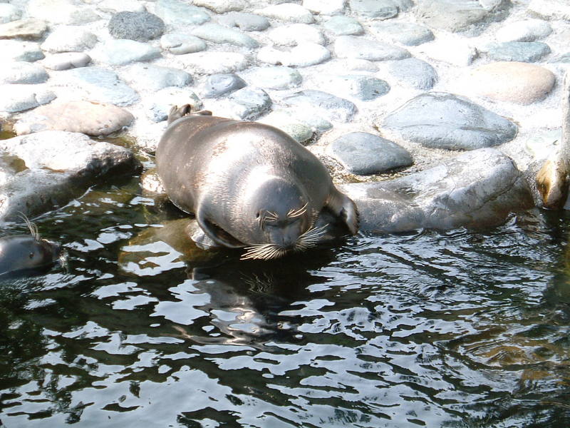 Nerpa or Baikal Seal (Pusa sibirica) 200507 hakone japan.jpg