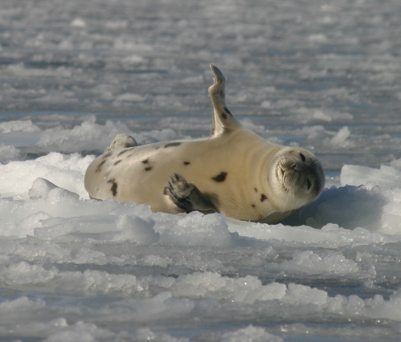 Harp Seal (Phoca groenlandica).jpg