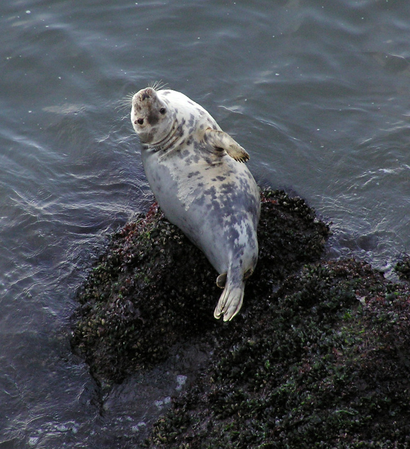 Grey Seal (Halichoerus grypus) rhossili 1.jpg