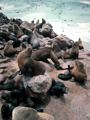 South African or Cape fur seals (Arctocephalus pusillus pusillus).jpg