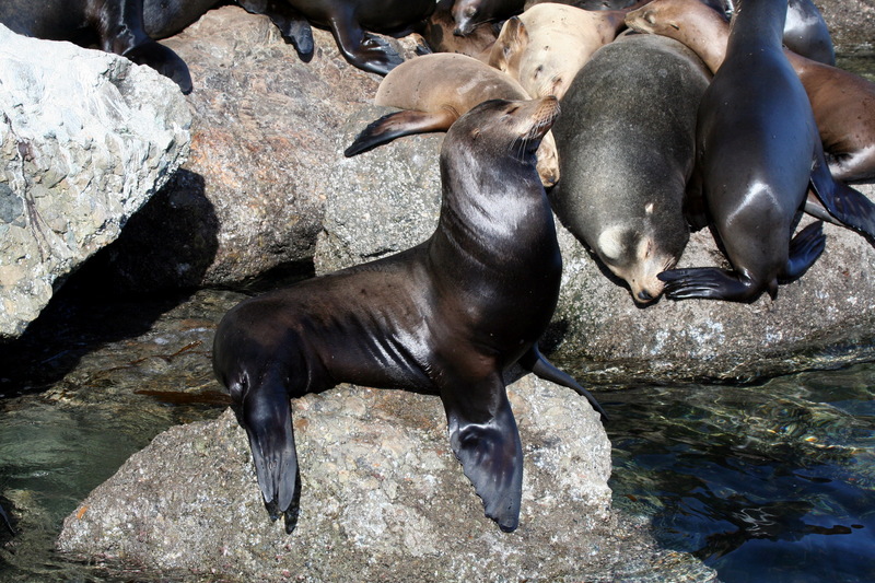 Sealion052006-Zalophus californianus californianus (California Sea Lion).jpg