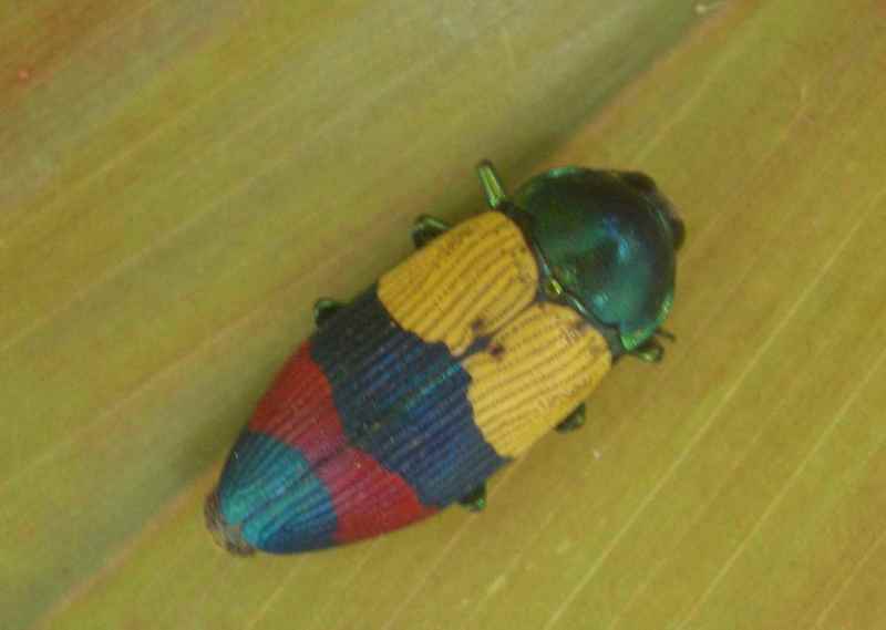 Temognatha attenuata. Jewel Beetle Cooktown-Australian buprestid beetle.jpg