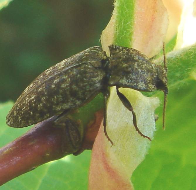 Schnellkaefer auf Ast-Click Beetle Adelocera murina.jpg