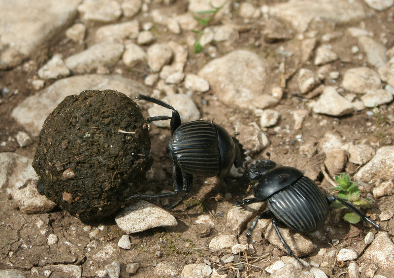 Scarabaeus laticollis 2-Italian dung beetles.jpg