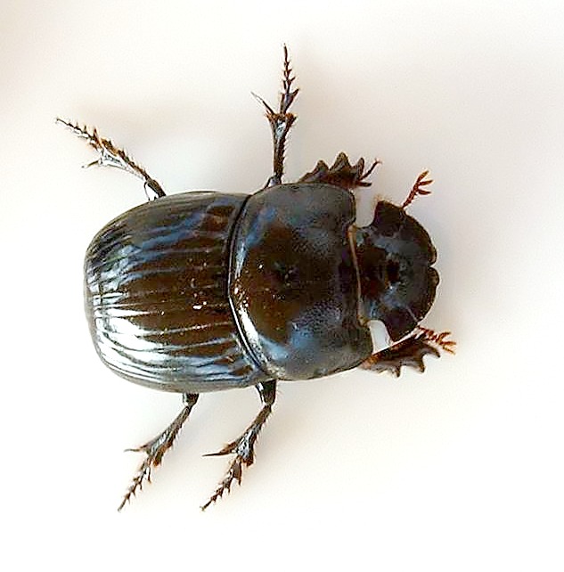 Female horned dung beetle, Copris lunaris, 02.jpg