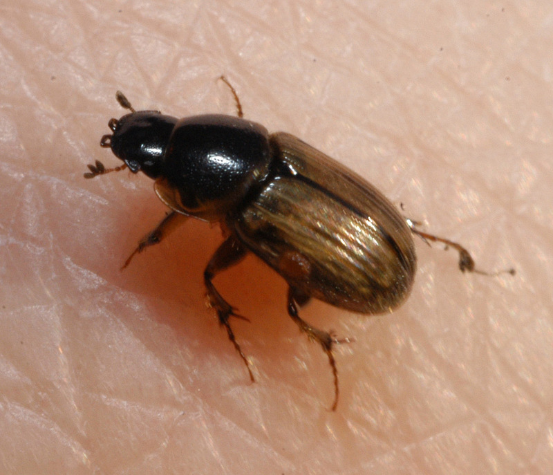 Aphodius spec-Aphodiine Dung Beetle.jpg