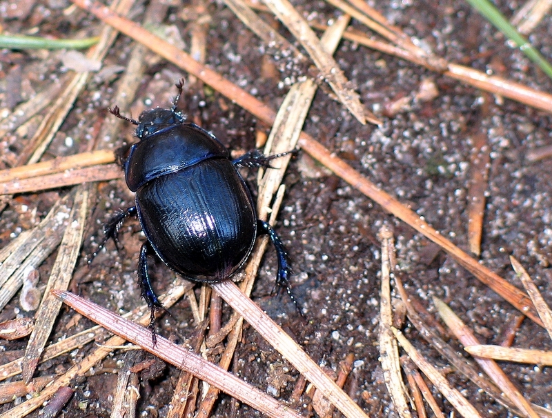 Geotrupes stercorarius-earth-boring dung beetle.jpg
