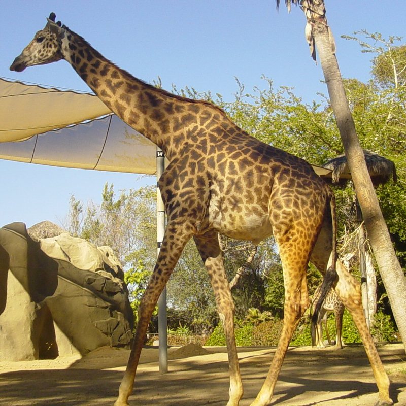 Masai at SDZoo-Kilimanjaro Giraffe, Giraffa camelopardalis tippelskirchi.jpg