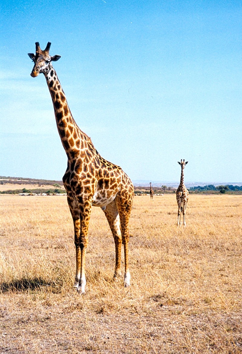 Two Masai Giraffes - Kilimanjaro Giraffe (Giraffa camelopardalis tippelskirchi).jpg