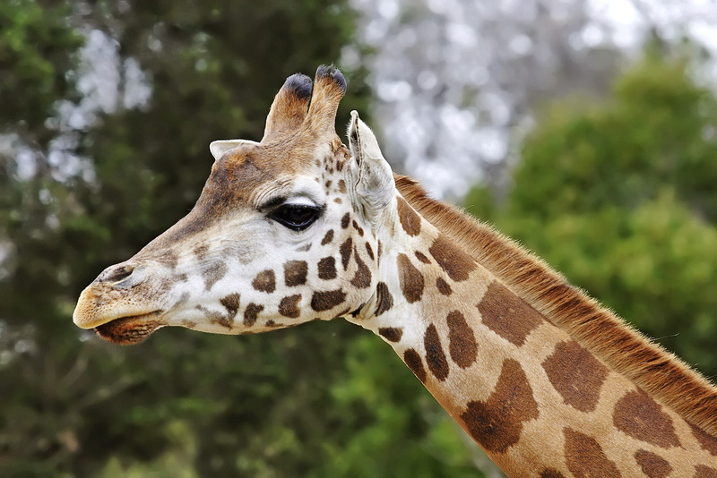 Rothschild giraffe (Giraffa camelopardalis rothschildi)08 - melbourne zoo edit.jpg