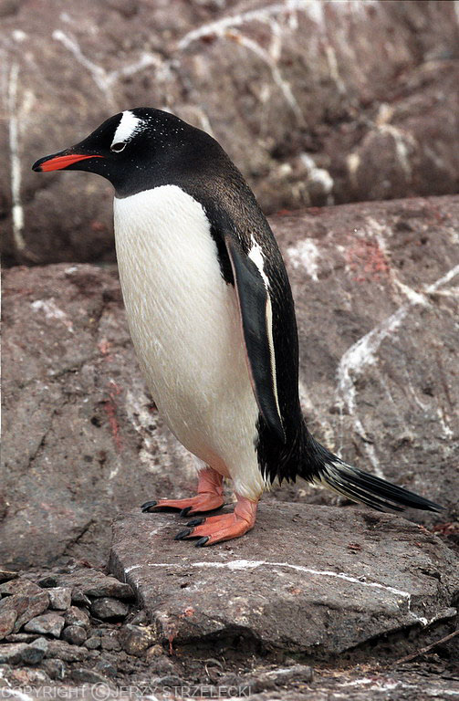 Antarctic, gentoo penguin (js) 60-Pygoscelis papua.jpg