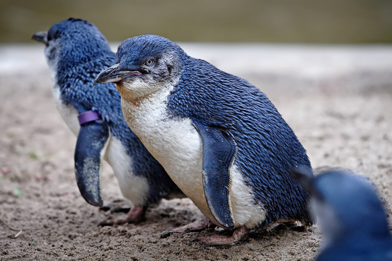 Fairy penguin-Little Blue Penguins, Eudyptula minor.jpg