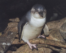 white-flipper-White-flippered Penguin (Eudyptula albosignata albosignata).jpg