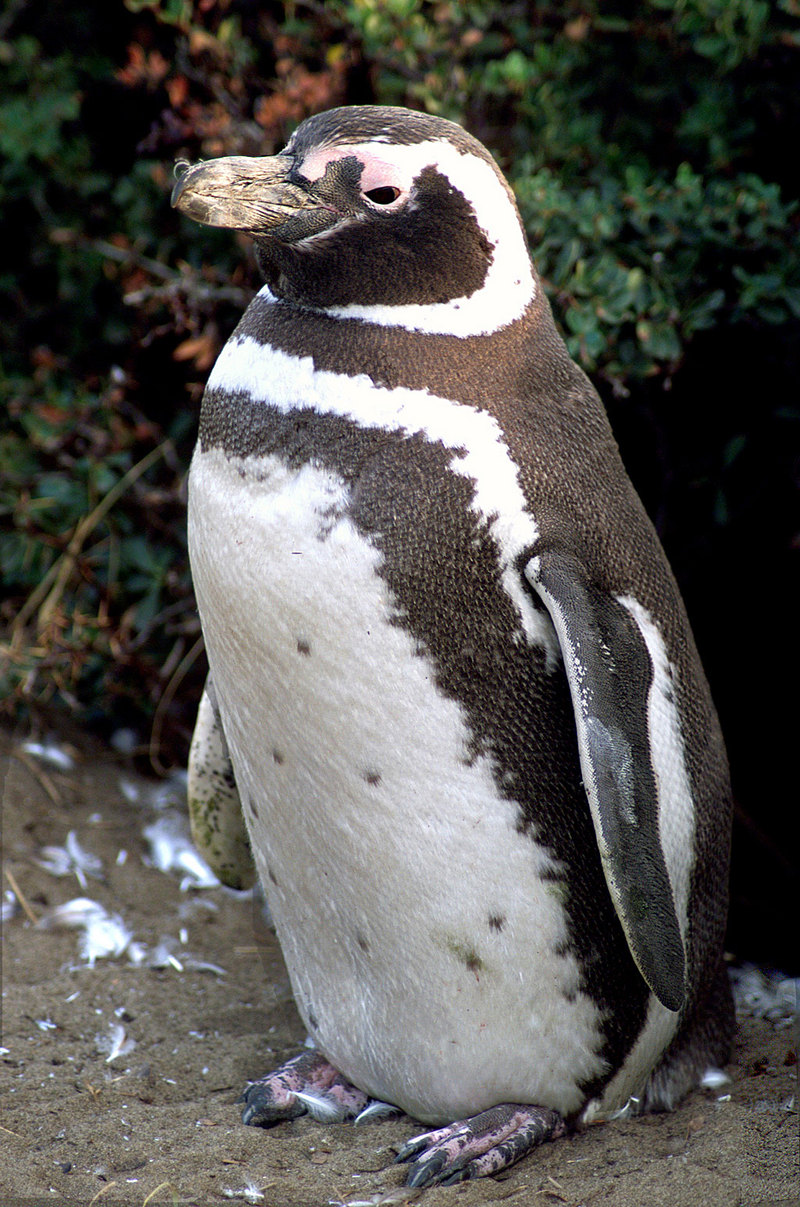 Magellanic penguin (Spheniscus magellanicus) 02.jpg
