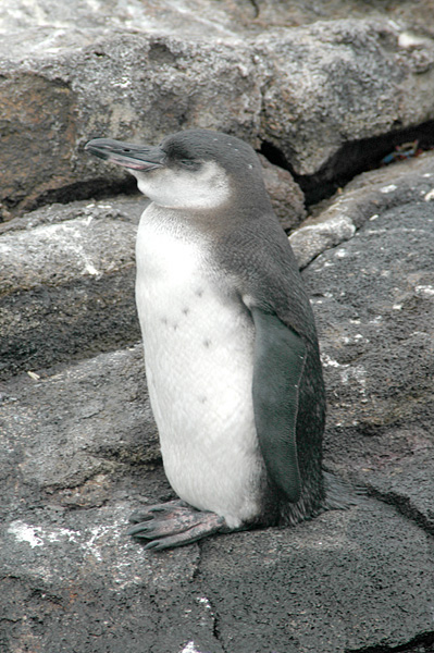 6285 aquaimages-Gal??pagos Penguin (Spheniscus mendiculus) Galapagos.jpg