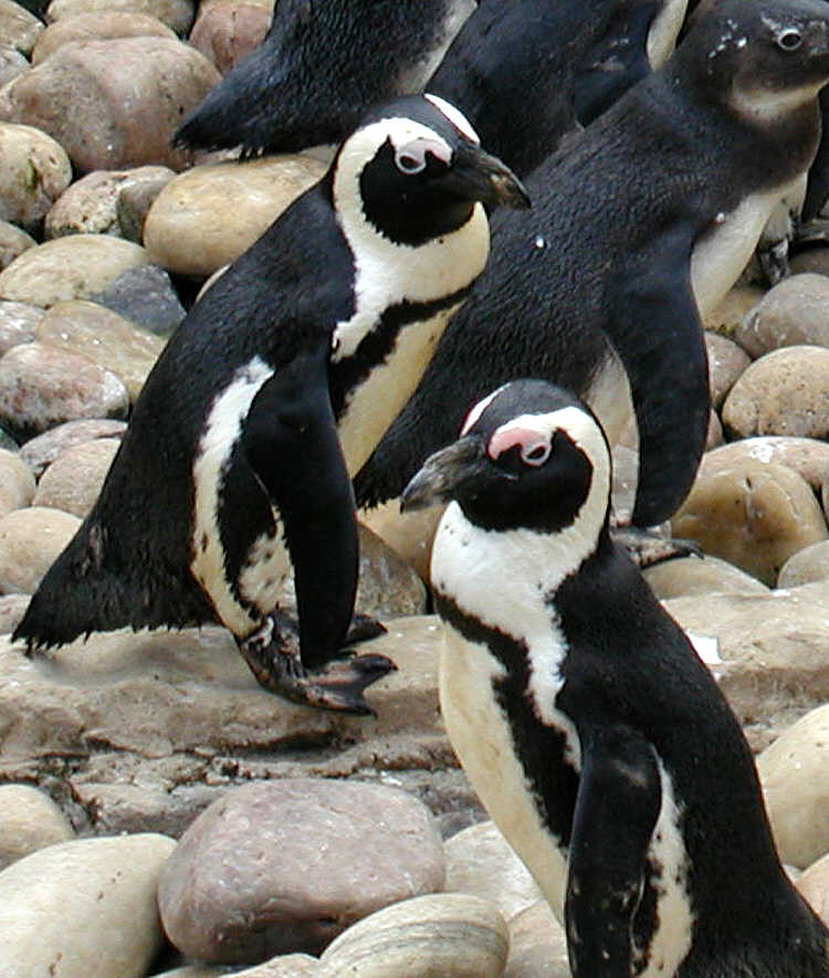 508px-African.penguin.bristol.750pix (Pingstone)-Spheniscus demersus-Jackass or Black-footed Penguin.jpg