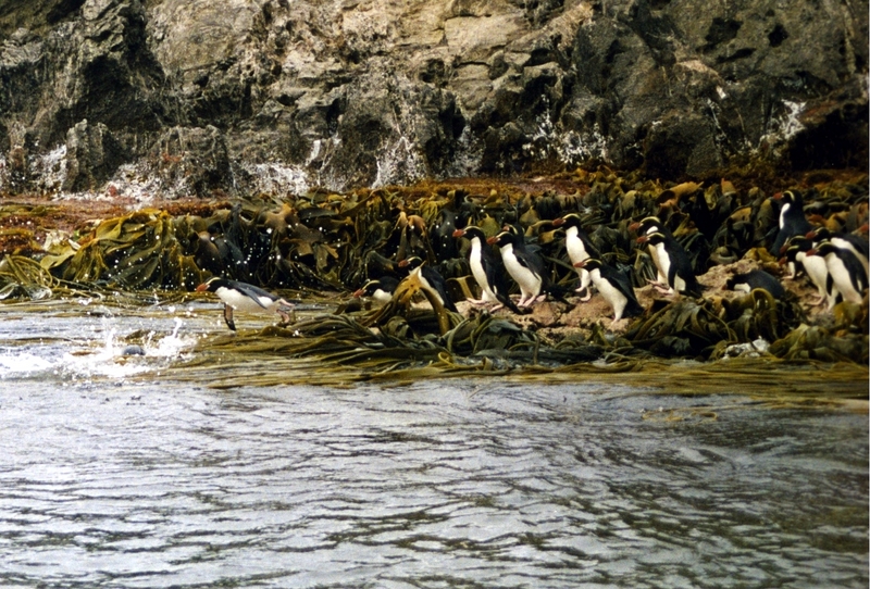 Diving Snares Penguins-Snares Penguin, Eudyptes robustus.jpg