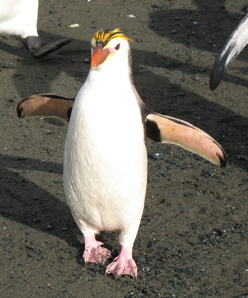 Royal Penguins2 - Royal Penguin (Eudyptes schlegeli).jpg