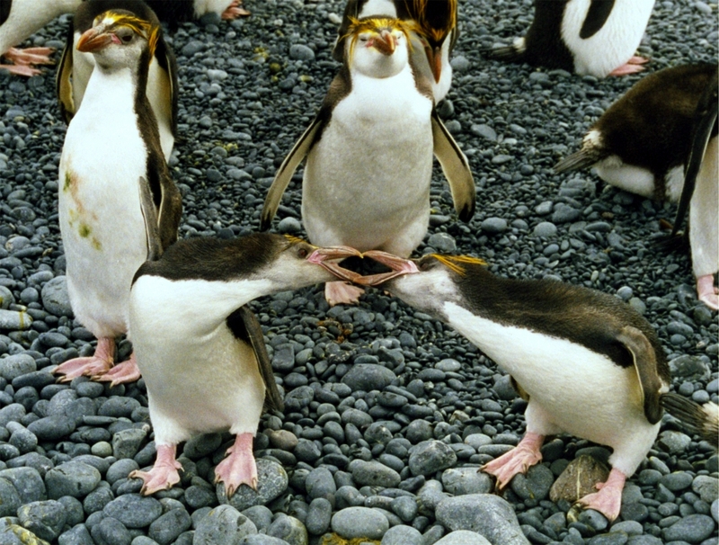 Royal penguins arguing-Royal Penguin (Eudyptes schlegeli).jpg
