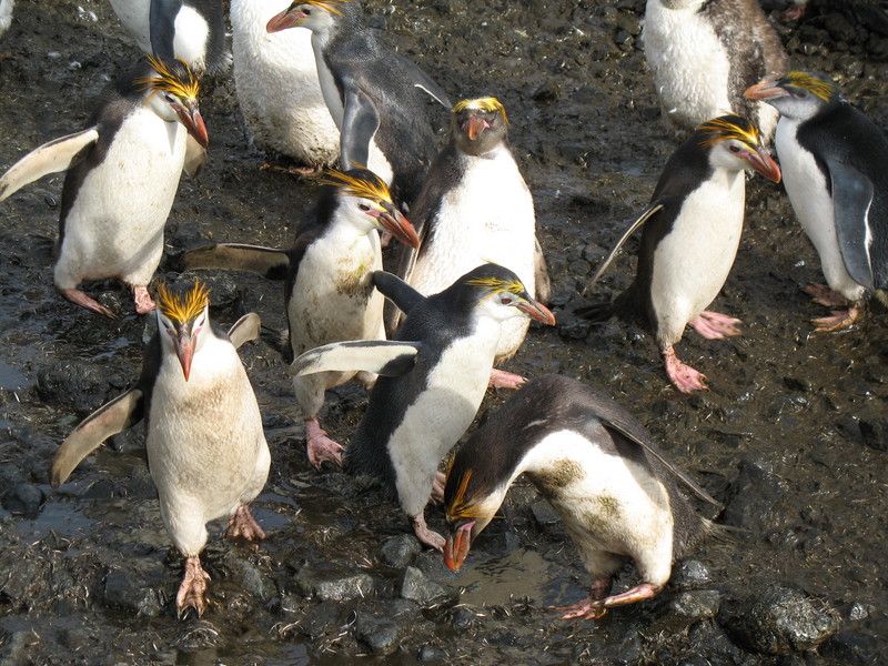 Royal penguins5-Royal Penguin (Eudyptes schlegeli).jpg