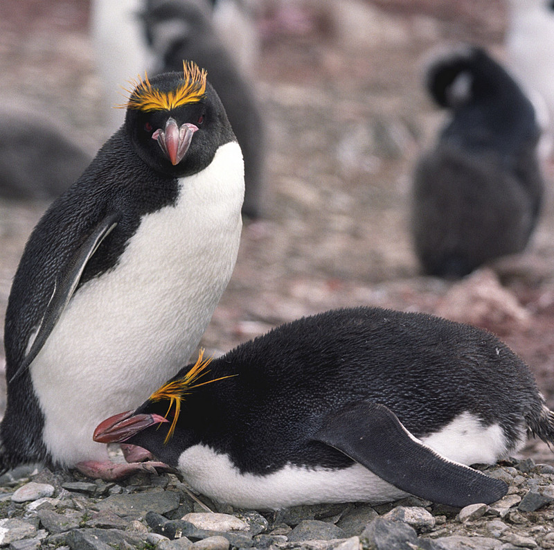 Macaroni Penguins (js)-Macaroni Penguin (Eudyptes chrysolophus).jpg