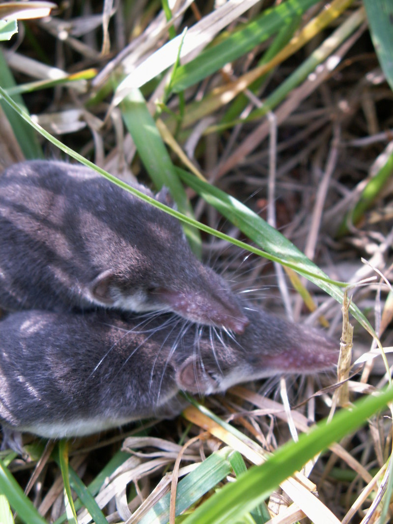 Sorex minutus-2-Eurasian pygmy shrews.jpg