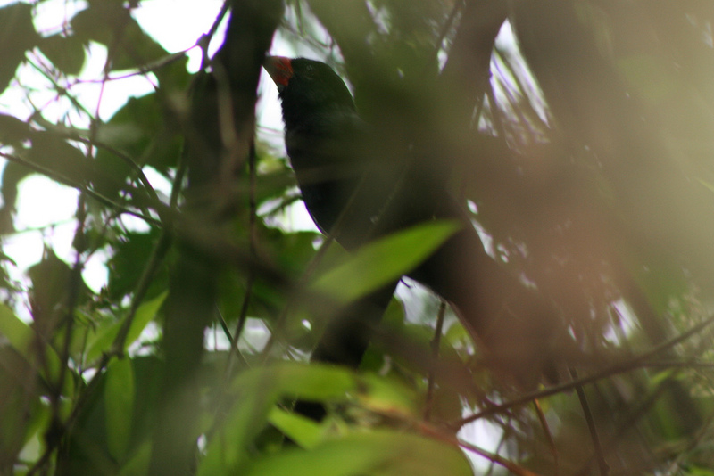 Black-throated Grosbeak (Saltator fuliginosus).jpg